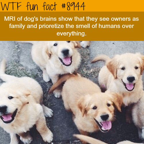 Dogs think they are your family  - WTF fun fact