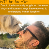 dogs understand human laughter wtf fun facts