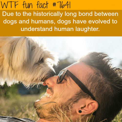 Dogs understand human laughter - WTF FUN FACTS