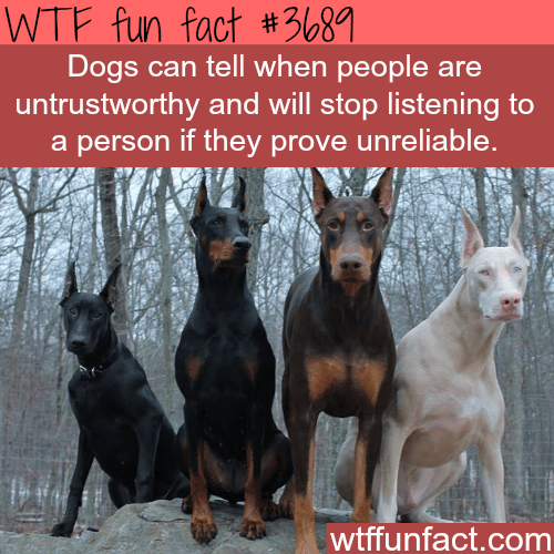Dogs won’t trust you if you prove unreliable -  WTF fun facts