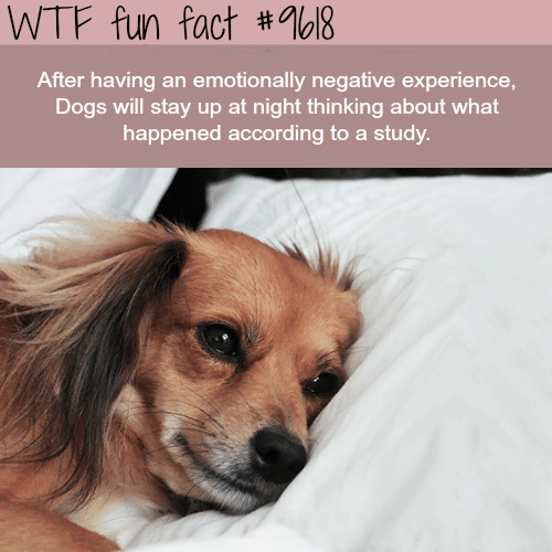 Dogs - WTF fun fact