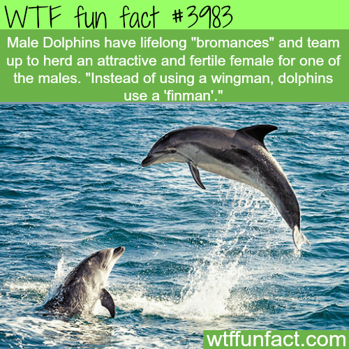 Dolphin bromance - WTF fun facts 