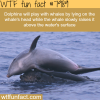 dolphin playing with whale wtf fun fact