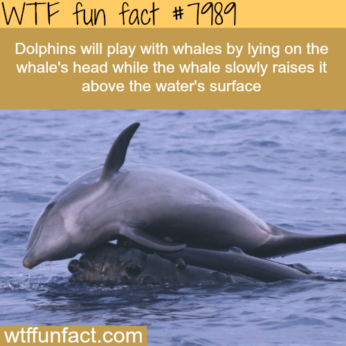 Dolphin playing with whale - WTF fun fact
