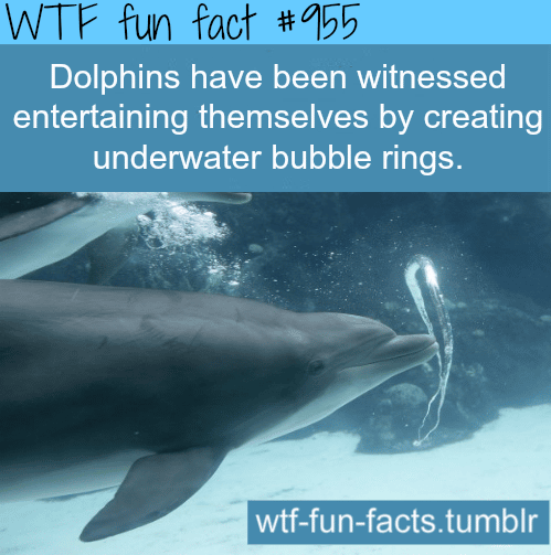 WTF Fun Facts - Page 1131 of 1216 - Funny, interesting ...