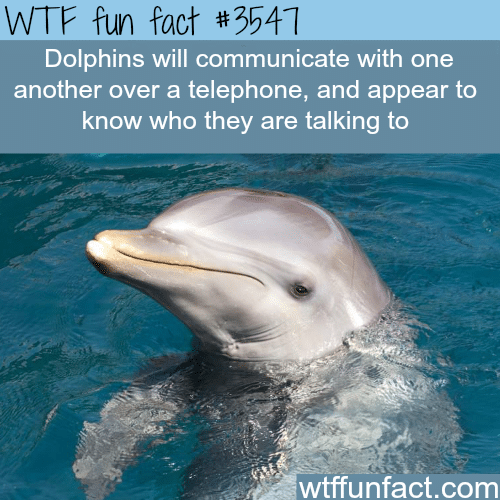 Dolphins communicate over the telephone (source) - WTF fun facts