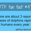 dolphins facts