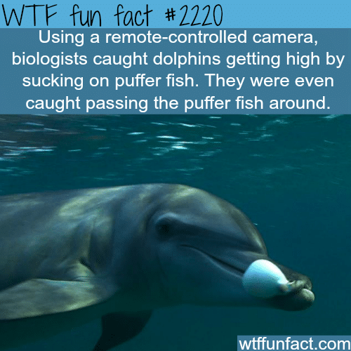 Dolphins getting high - WTF fun facts