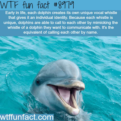 Dolphins have their own unique whistle - WTF fun fact