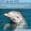 dolphins talking on phone wtf fun facts