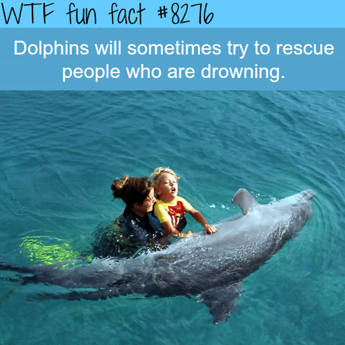Dolphins will try to rescue drowning people - WTF fun facts 