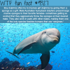 dolphins wtf fun facts