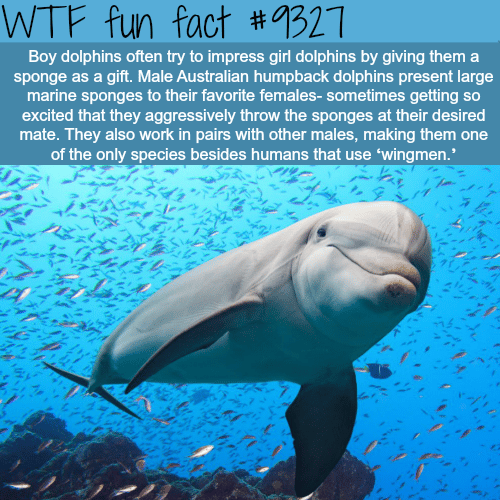 Dolphins - WTF fun facts