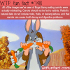 dont feed carrots to rabbits facts