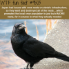 dont mess with the crows wtf fun fact