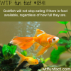 dont overfeed your goldfish wtf fun facts
