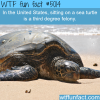 dont sit on a sea turtle wtf fun facts