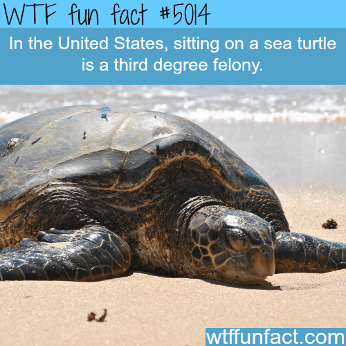 Don’t sit on a sea turtle - WTF fun facts