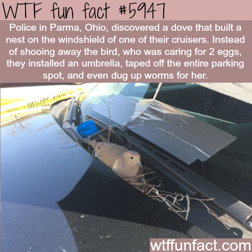 Dove built a nest on a police car  - WTF fun facts