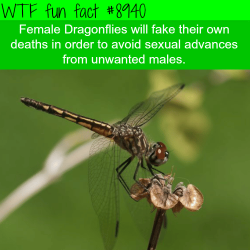 Dragonflies will fake death to avoid sexual advances - WTF fun fact