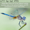 dragonflies wtf fun facts