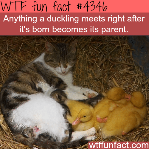 Duckling facts -  WTF fun facts