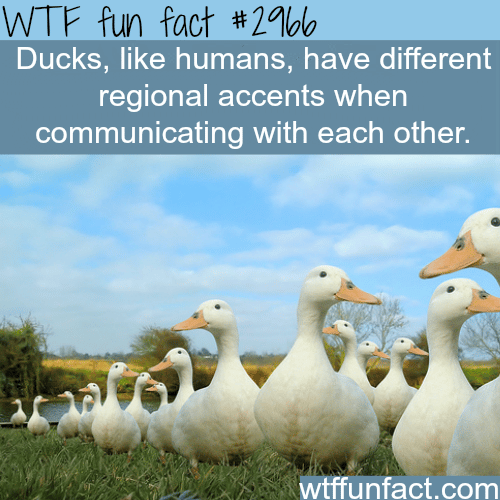 Ducks quack in diffrent accent -  WTF fun facts