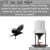 dutch startup that trains crows to clean up cities