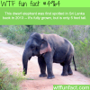 dwarf elephant that is only 5 feet tall wtf fun