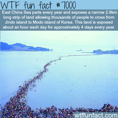 East China Sea parting - WTF fun facts