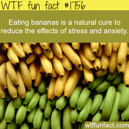 Eating banans is a natural cure to stress - WTF fun facts
