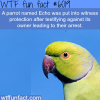 echo the parrot wtf fun facts