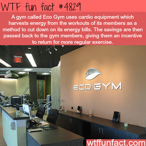 Eco Gym- WTF fun facts