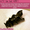 eggs of the horn shark wtf fun facts