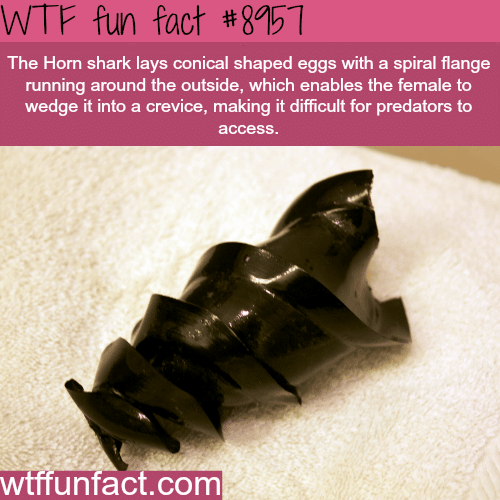 Eggs of The Horn Shark - WTF fun facts 