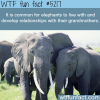 elephants develop relationships with their