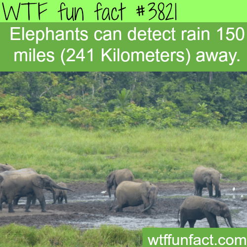 Elephant’s radar: Elephants can detect rain hundreds of miles away - WTF fun facts 