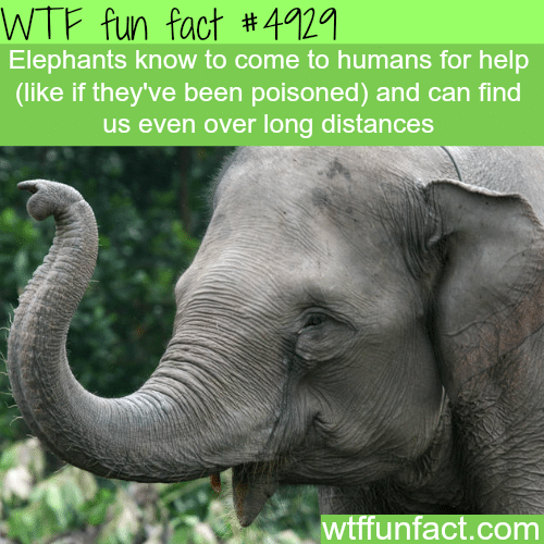 Elephants seek for human’s help - WTF fun facts   