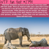 elephants the most emotional animales in the world