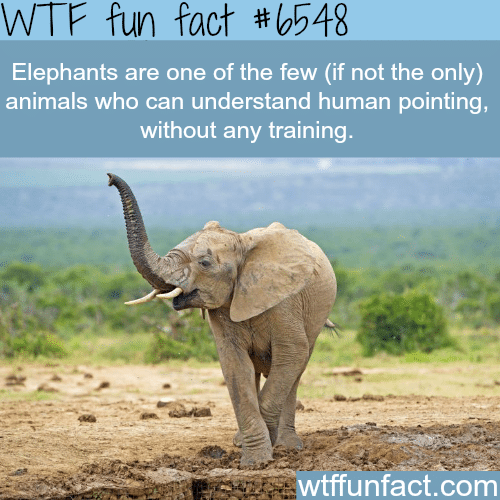 Elephants - WTF fun facts