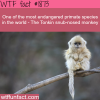 endangerd primate species