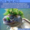 endangered mary river turtle wtf fun facts