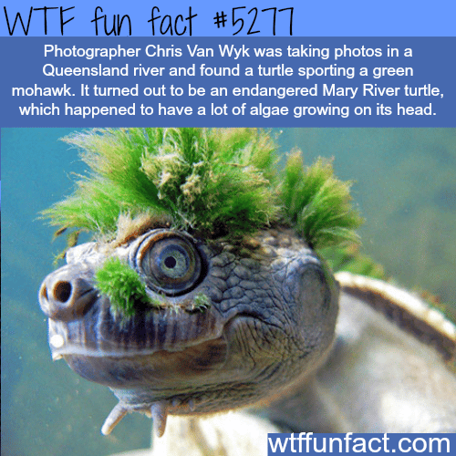 Endangered Mary River turtle - WTF fun facts