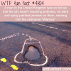 english man spray paints penises on potholes wtf