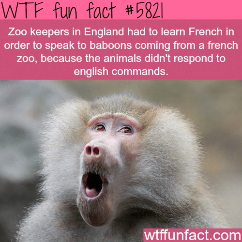 English zoo keepers had to learn French to speak to baboons - WTF fun facts