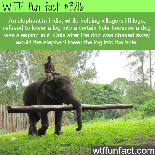 Example how animals have more feelings than humans  -  WTF fun facts