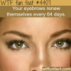 eyebrows facts wtf fun facts