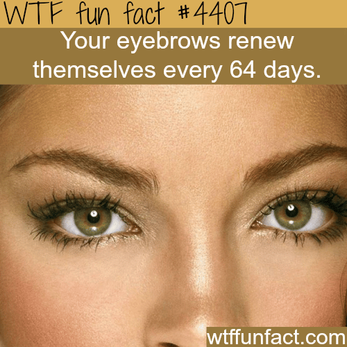 Eyebrows facts -   WTF fun facts