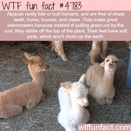 Facts about alpacas - WTF fun facts