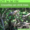 facts about crocodiles you should know